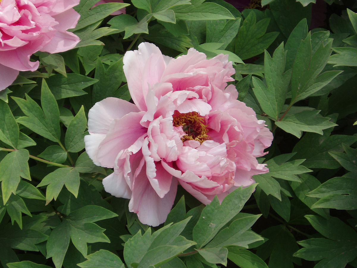 A peony