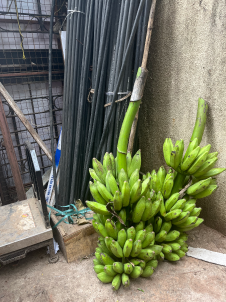 Two bunches of green bananas