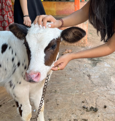 Two hands petting a tied calf