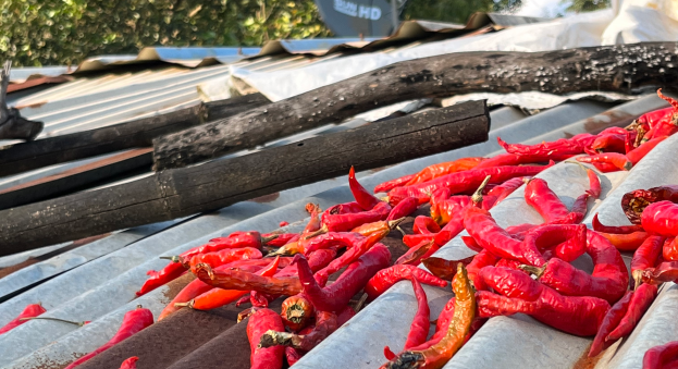 Assorted red chillies drying on a tin roof