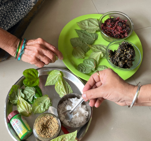 Two hands preparing assorted betel leaves