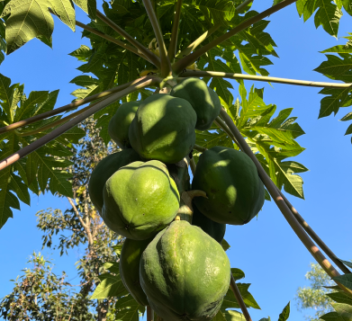 A papaya tree with large green papayas